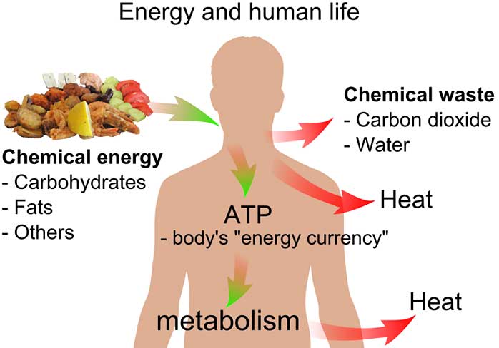 Modern Cell Theory Part 1