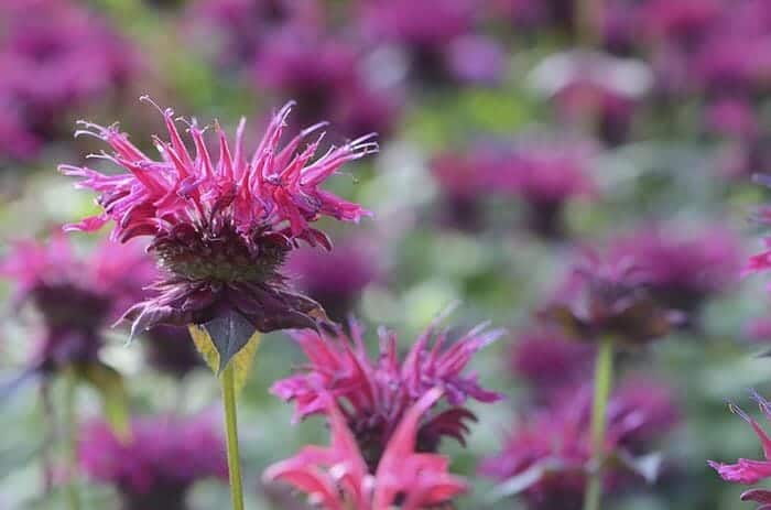 Monarda Flower