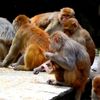 Monkey Social Behavior