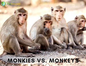 monkies vs monkeys