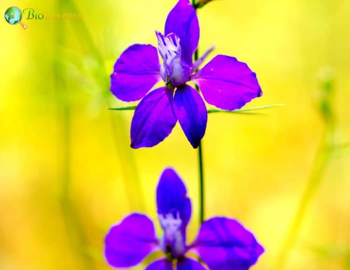 Montane Larkspur 