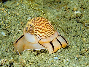 Moon Snail