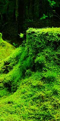 Moss Plants