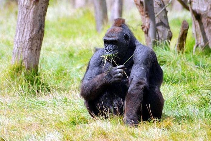 What Do Gorillas Eat? | Gorilla Food Chain | Silverback Gorilla Foods