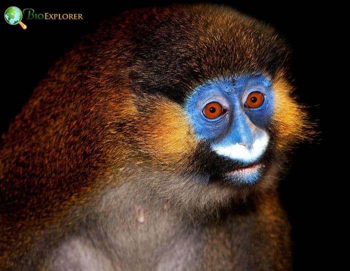 Moustached Guenon