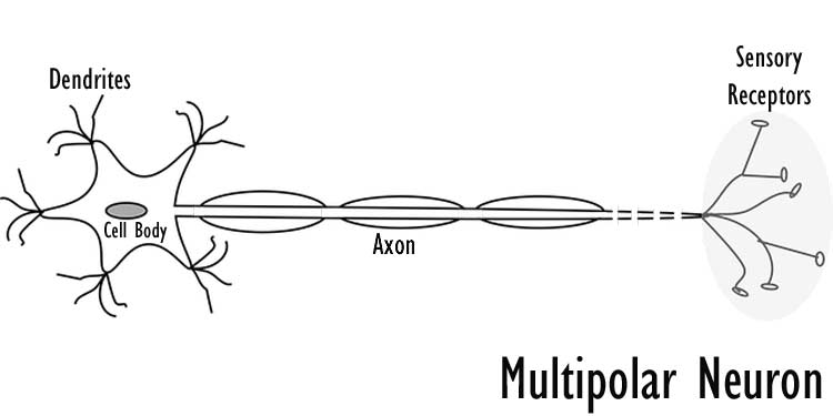 Multipolar Neuron Diagram