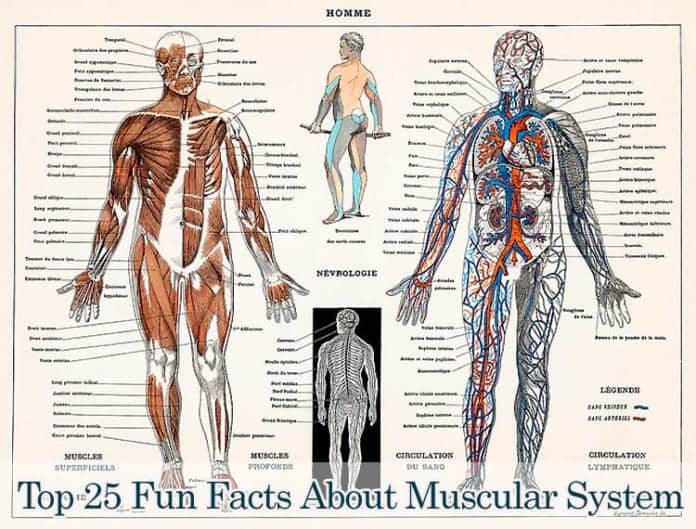 Muscular System Facts