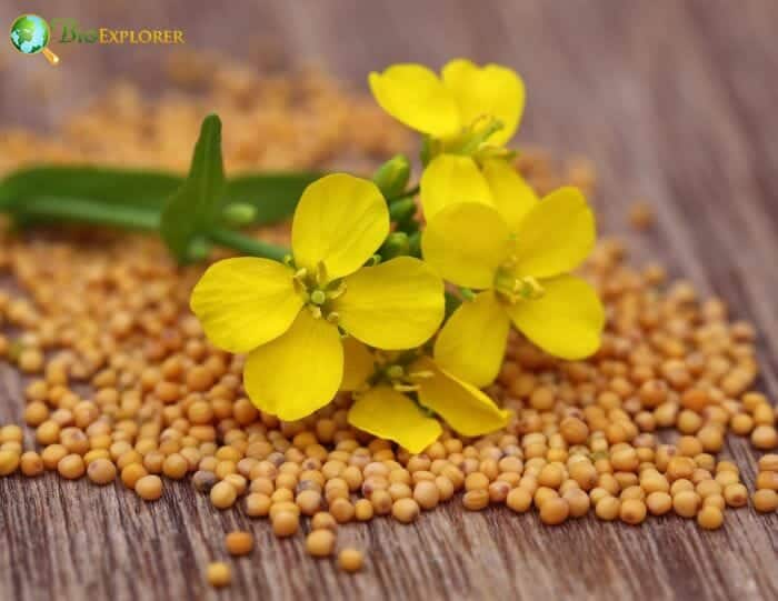 Mustard Flowers