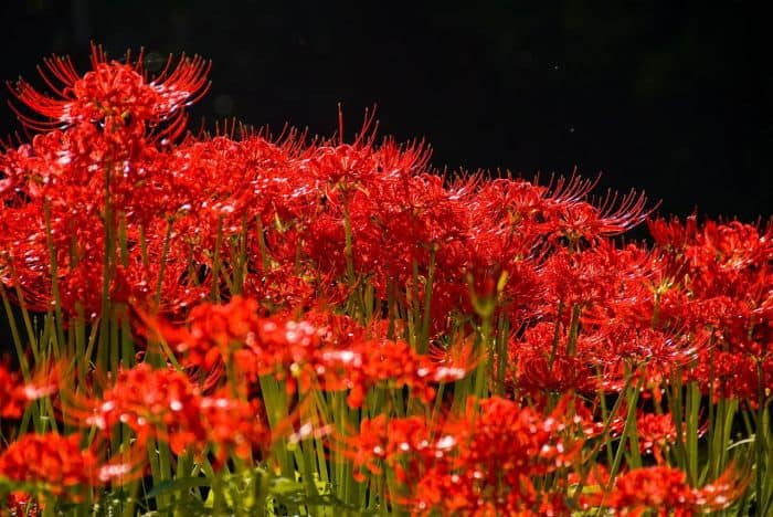 Naked Lady Flowers