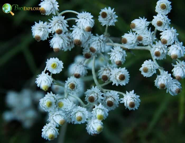 Naphalis Margaritacea