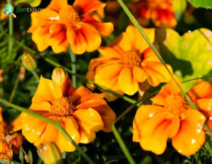 Nasturtiums