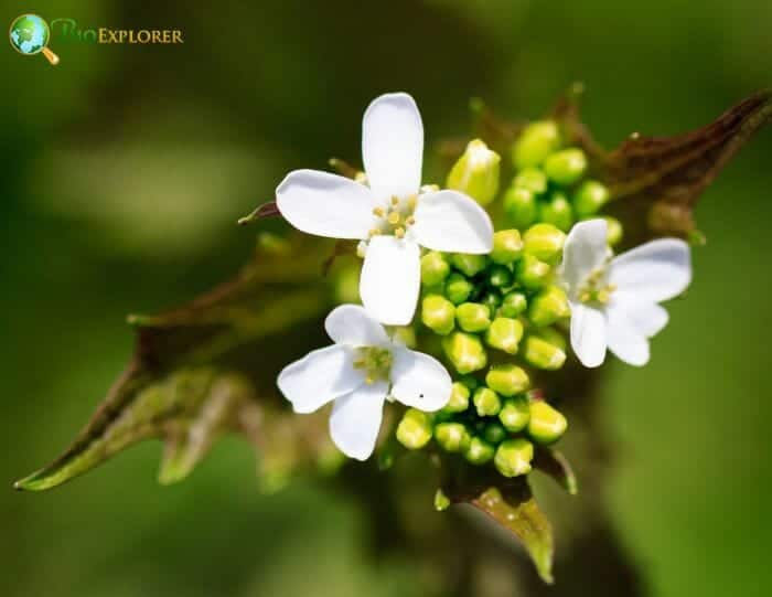 Nettle Flowers