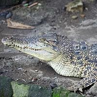 New Guinea crocodile