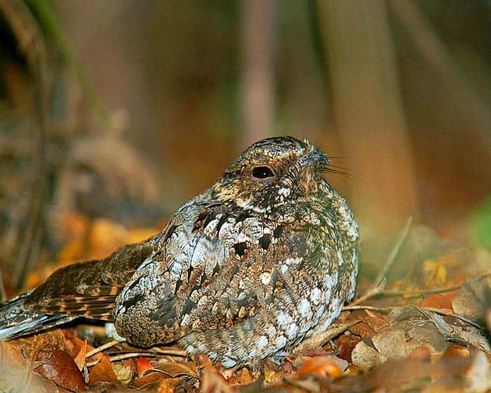 Nightjars