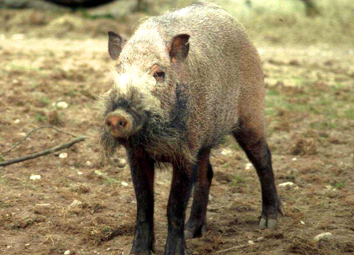 Bearded Pig