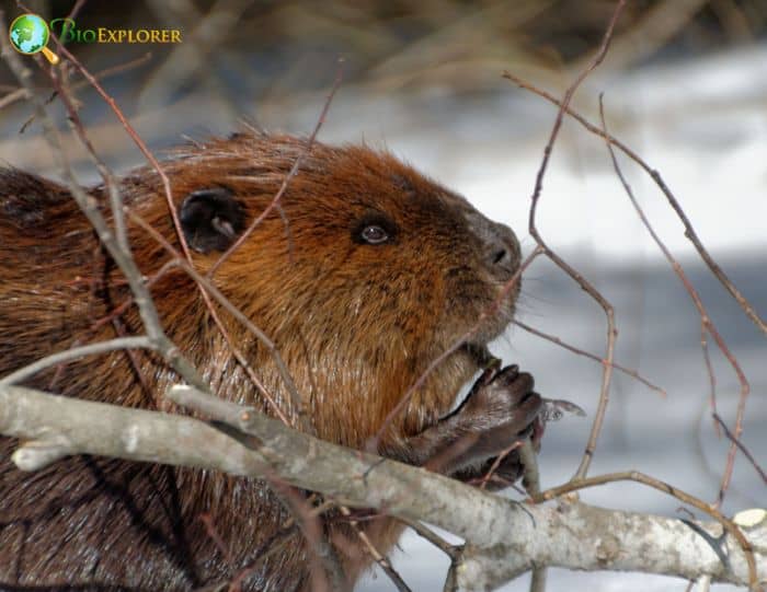 North American Beaver (Castor canadensis)