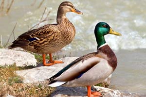 Hawaiian Duck Vs. North American Mallard