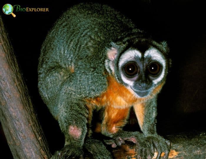 Northern Night Monkey