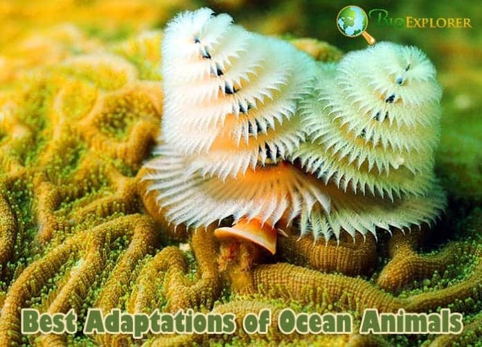 Ocean Animal Adaptations