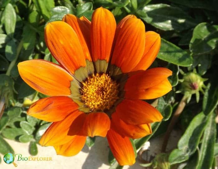 Orange Gazania Flowers