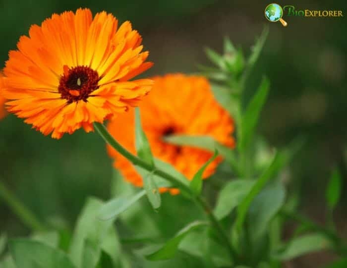 Orange Gerbera Flowers