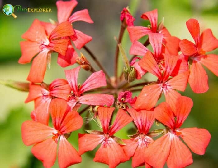 Orange Gilliflower Flowers