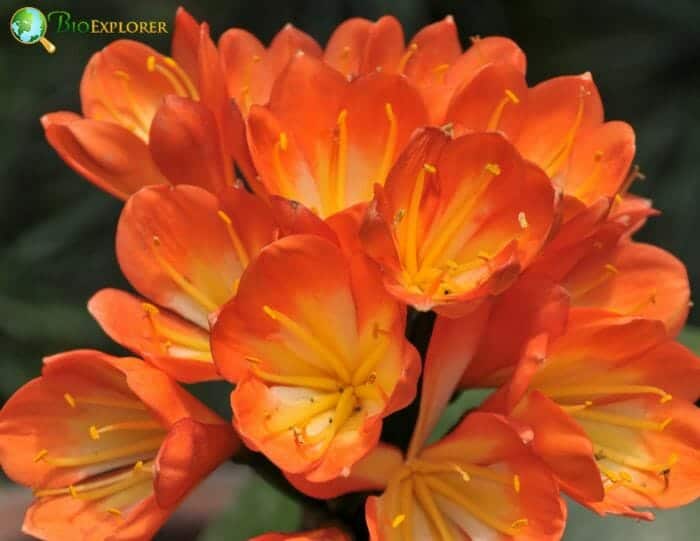 Orange Kaffir Lily Flowers