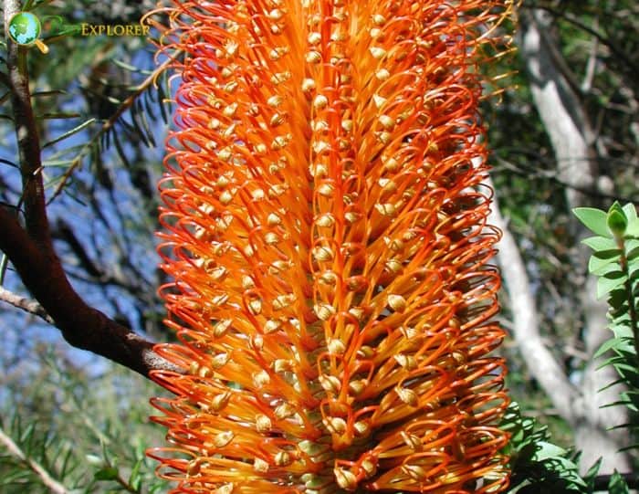 Orange Strawberry Banksia Flower