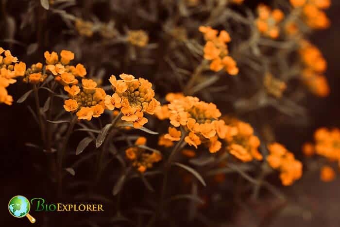 Orange Alyssum