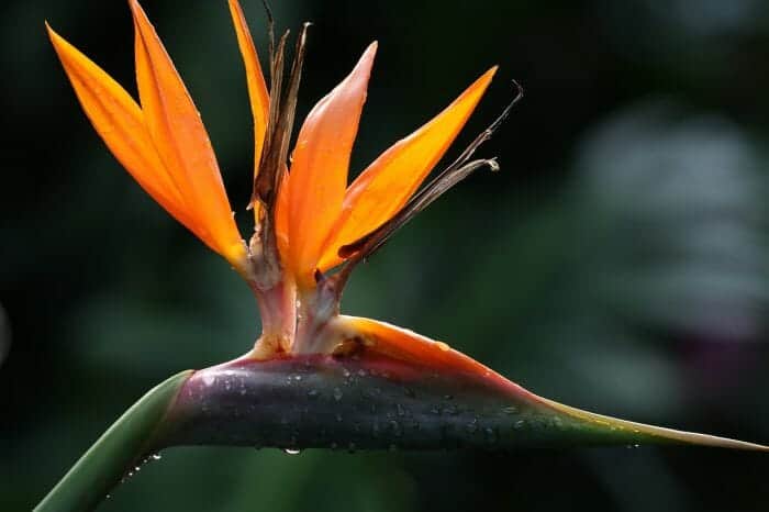 Orange Bird Of Paradise Flower