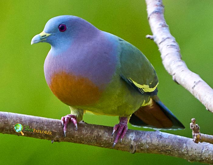 Orange-breasted Green Pigeon