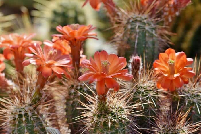 Orange Cactus Flowers