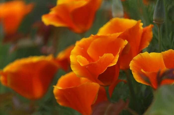 Orange California Poppy Flowers