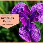 Order Acorales Flowers