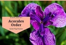 Order Acorales Flowers