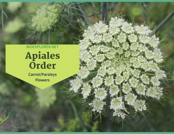 Order Apiales