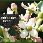 Order Aquifoliales