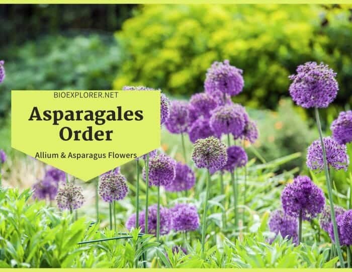 Order Asparagales