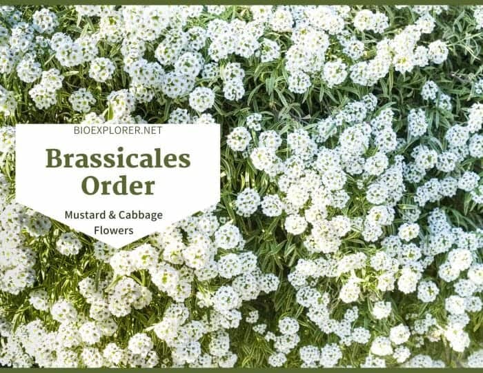 Order Brassicales