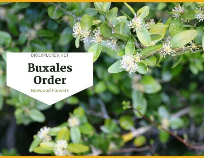 Order Buxales