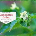 Order Canellales