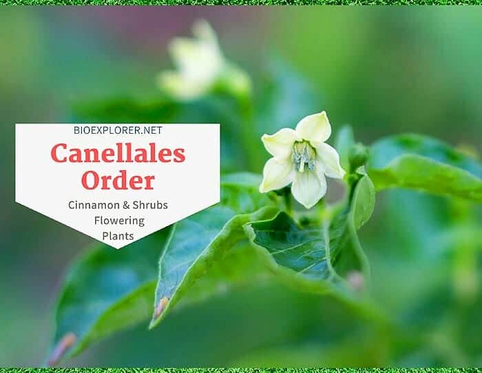 Order Canellales