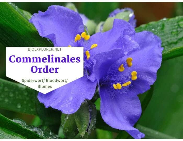 Order Commelinales