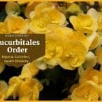 Order Cucurbitales