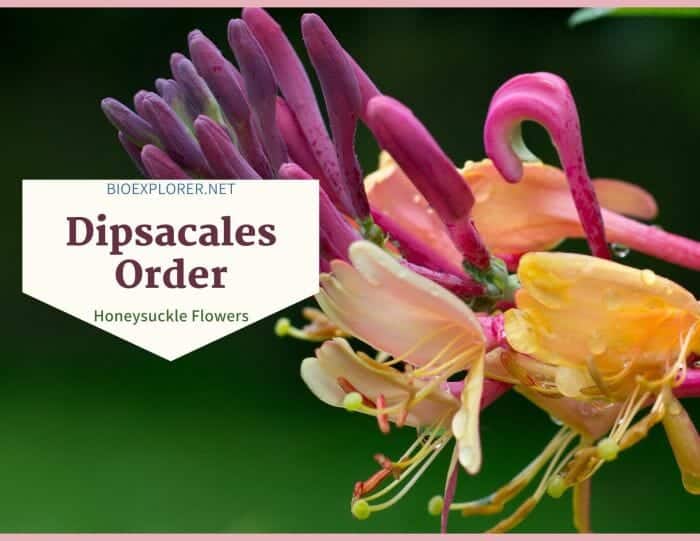 Order Dipsacales