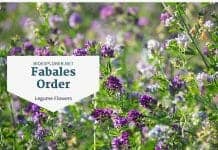 Order Fabales