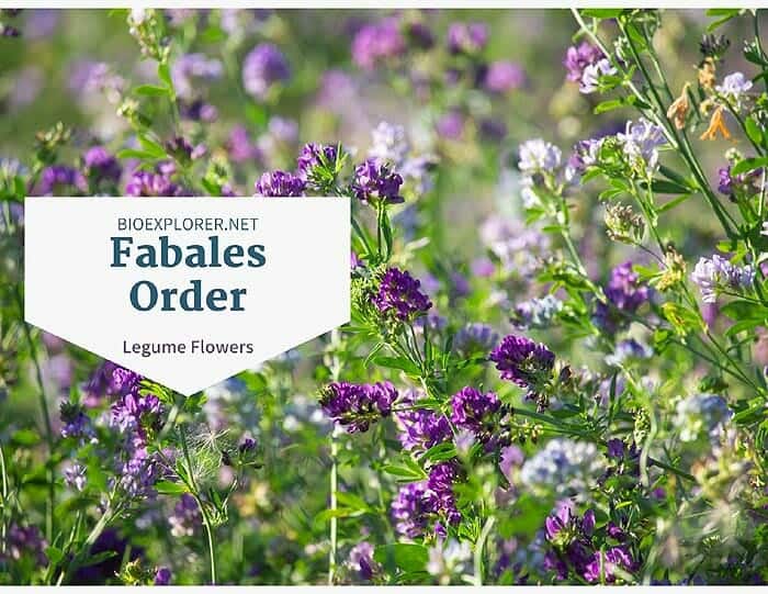 Order Fabales