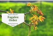 order Fagales