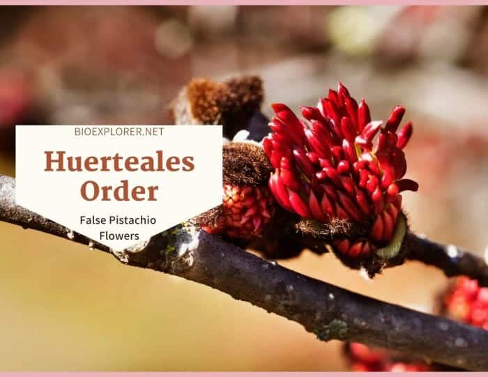 Order Huerteales