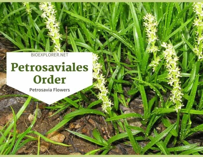 Order Petrosaviales